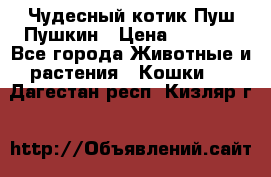 Чудесный котик Пуш-Пушкин › Цена ­ 1 200 - Все города Животные и растения » Кошки   . Дагестан респ.,Кизляр г.